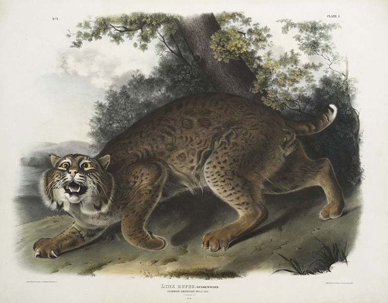 American Wildcat